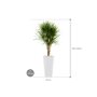 Dracaena marginata in Runner afmeting